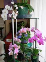 Fishing off the dock